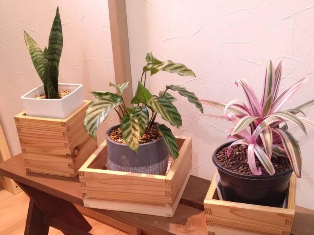 ※観葉植物は付属いたしません