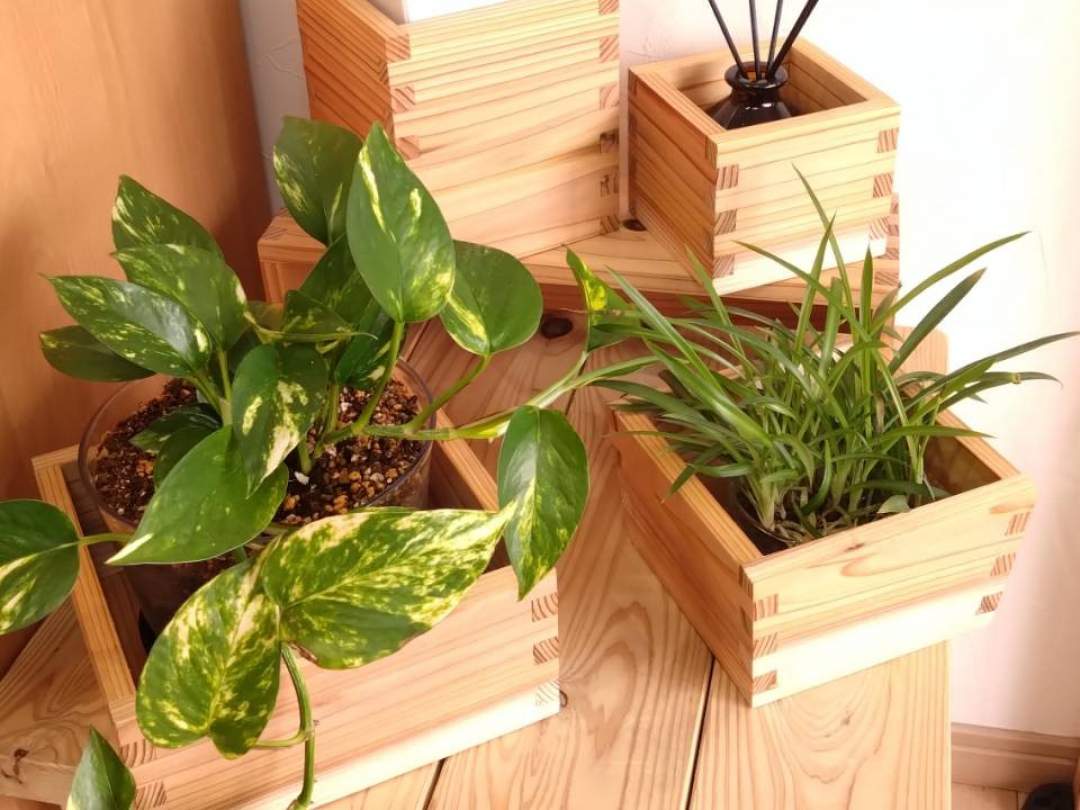 ※観葉植物は付属いたしません