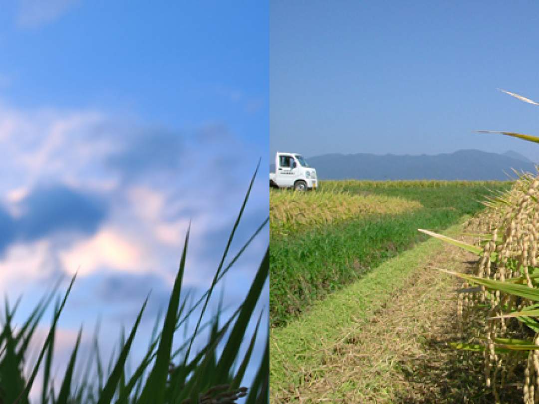 夏場、昼夜の気温差が激しいほど美味しい米になると言われています。
会津盆地に位置する坂下町は日中と夜間の気温差が大きい盆地特有の気象条件にあるため、お米が美味しくなるのです。