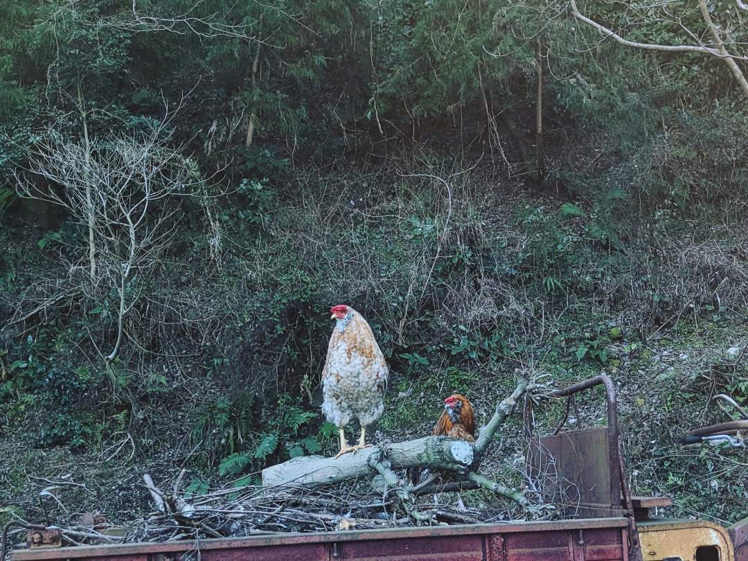 【福岡・糸島】貴重な鶏の卵『森の有精卵』