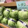 夏は高原野菜真っ盛り